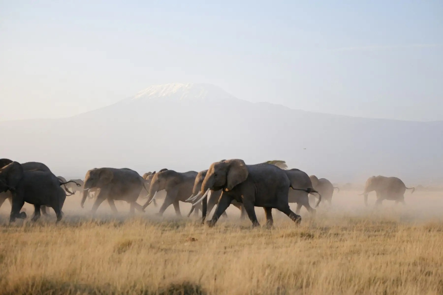 A herd of elephants crossing the Amboseli plains beneath the snow-capped peak of Kilimanjaro.