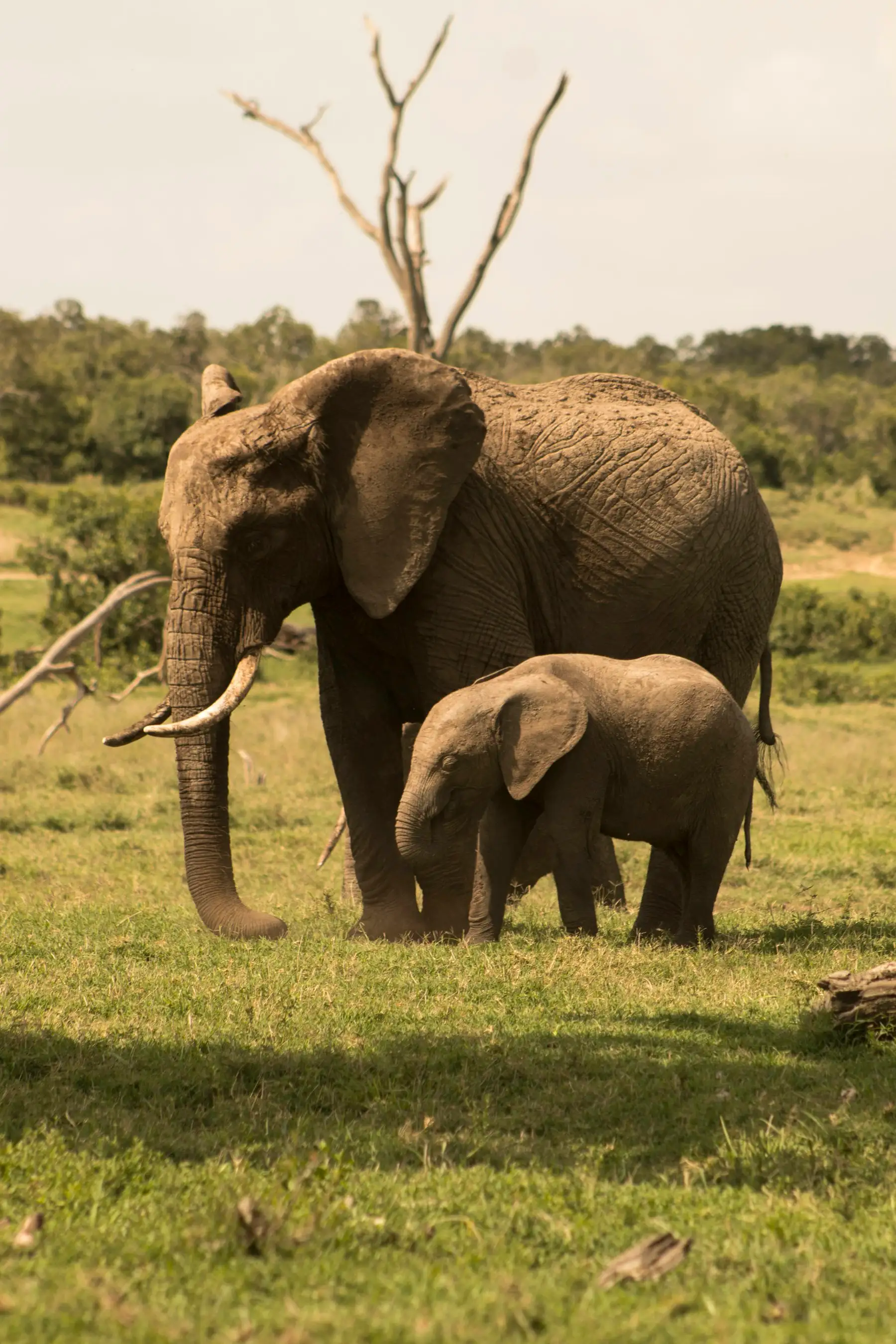An elephant and her calf grazing on the green highland plains of a Laikipia conservancy.