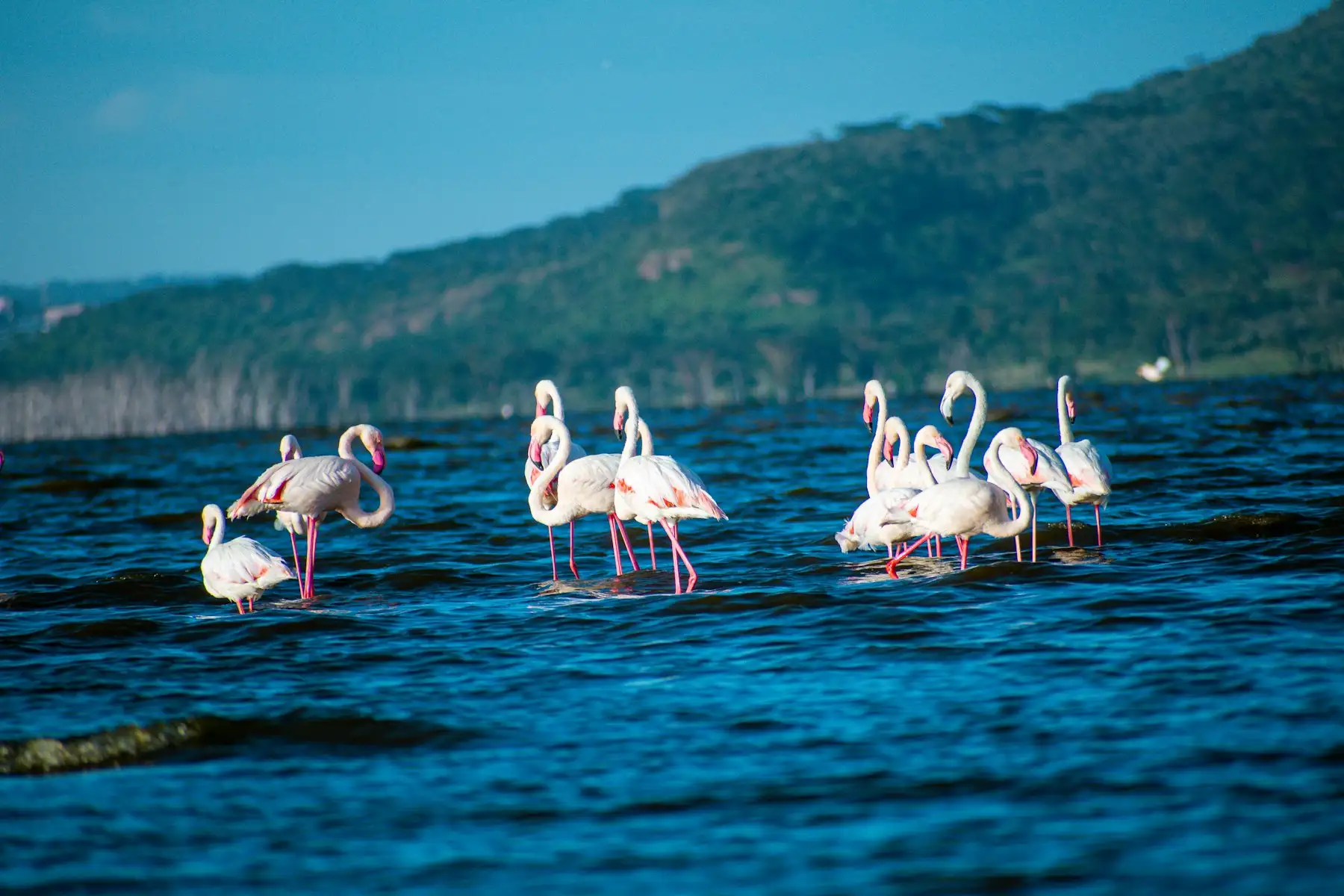 Flamingos wading in the shallows of Lake Nakuru below the wooded Rift Valley escarpment.
