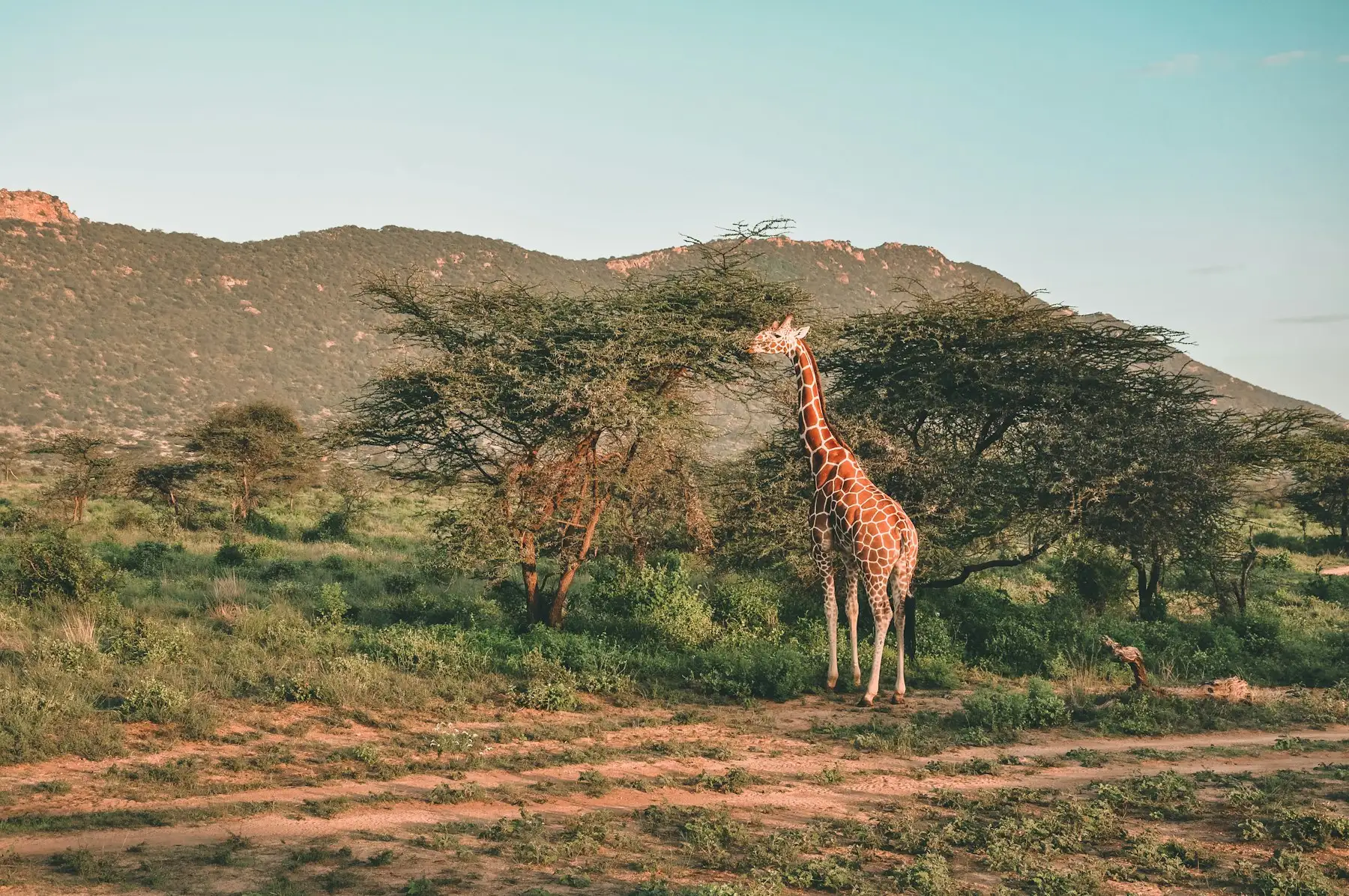 A reticulated giraffe feeding among acacia in the dry hill country of northern Kenya.