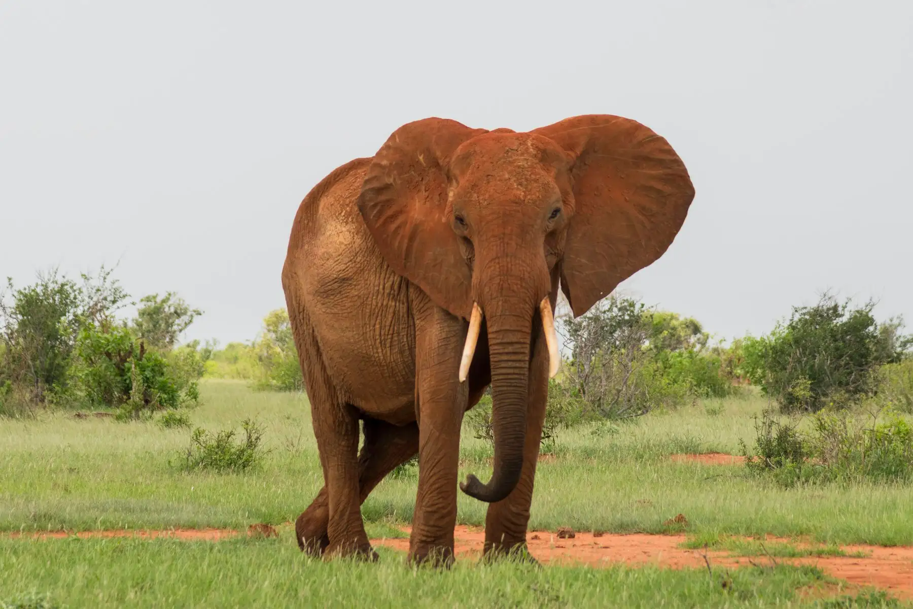 A Tsavo elephant stained red by the park's iron-rich earth, walking across open bush.